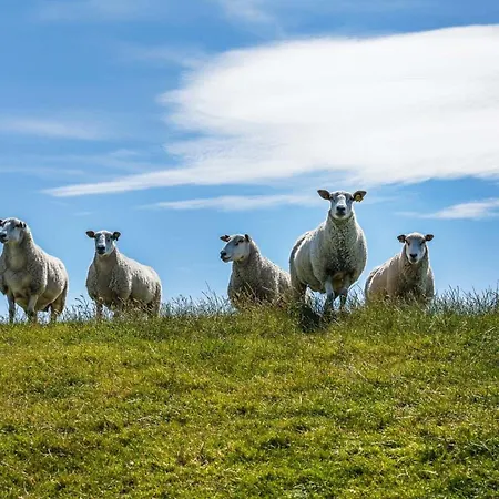 Reetsommer Ferienhaus